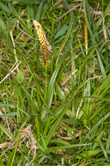 Carex caryophyllea