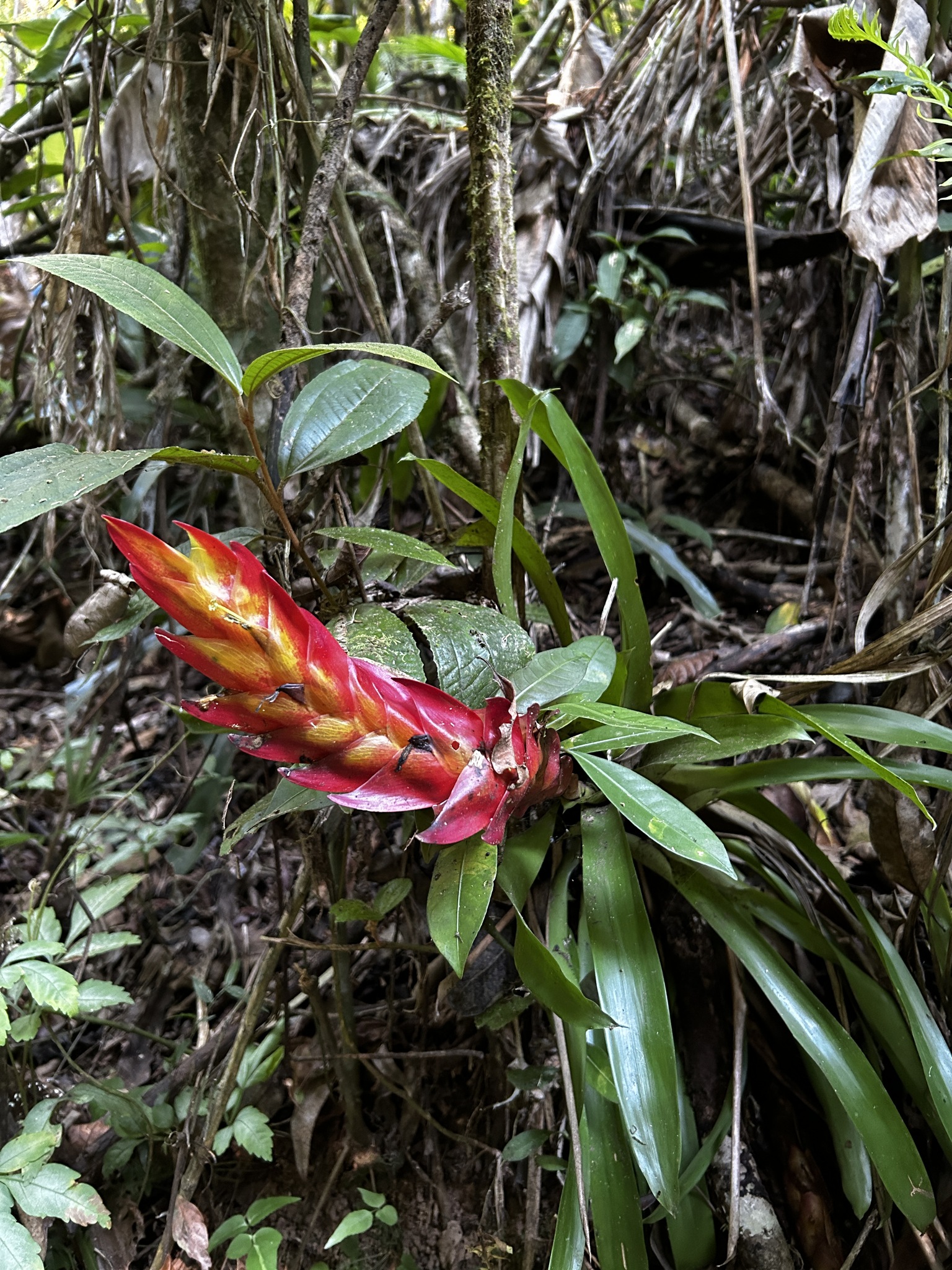 Vriesea incurvata
