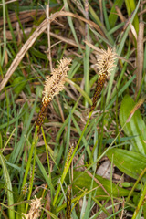 Carex caryophyllea