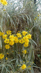 Senecio cinerarioides
