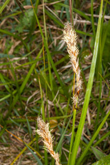 Carex caryophyllea