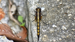 Orthetrum glaucum