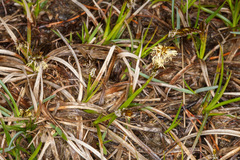 Carex caryophyllea