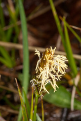 Carex caryophyllea