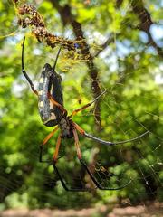 Trichonephila sumptuosa