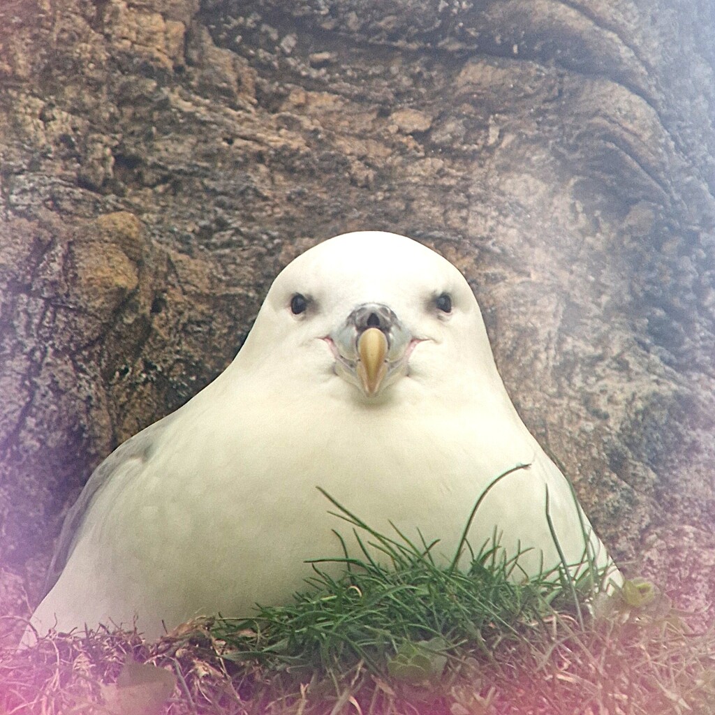 Northern fulmar sitting on a cliff ledge, facing the camera