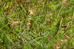 Carex caryophyllea