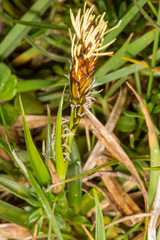 Carex caryophyllea