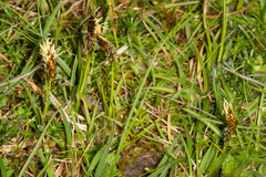 Carex caryophyllea