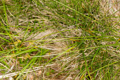 Carex pilulifera