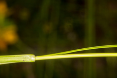 Carex pilulifera