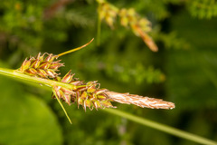 Carex pilulifera