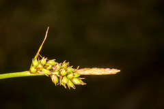 Carex pilulifera