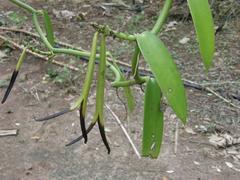 Vanilla planifolia