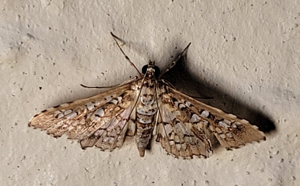 Stained-glass Moth from Davie, FL 33331, USA on April 24, 2026 at 09:47 ...