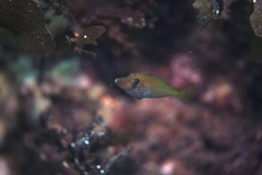 Meuschenia flavolineata