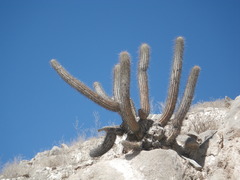 Weberbauerocereus weberbaueri