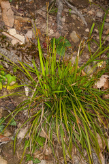 Carex digitata