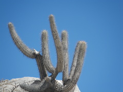Weberbauerocereus weberbaueri