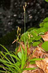 Carex digitata