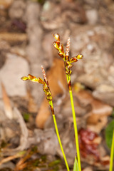 Carex digitata