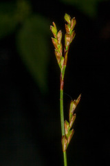 Carex digitata
