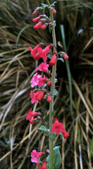 Penstemon wrightii