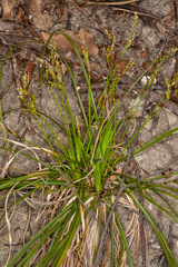 Carex digitata