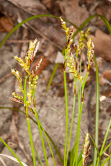 Carex digitata