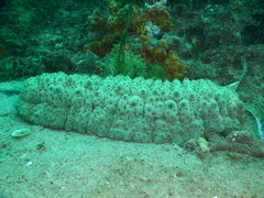 Stichopus herrmanni