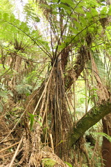 Cyathea cunninghamii