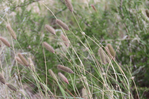Fingerhuthia africana, photograph 3