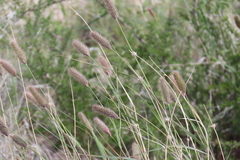 Fingerhuthia africana, photograph author not stated, no rights reserved