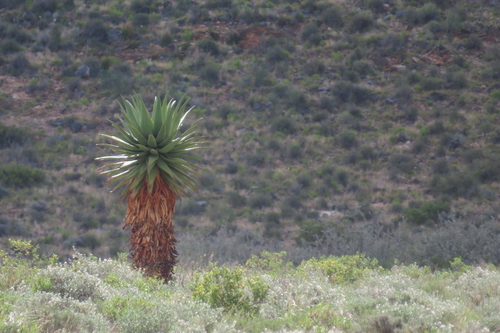 Aloe littoralis, photograph 2