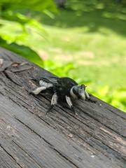 Hyperechia consimilis