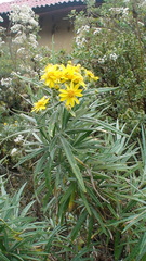 Senecio cinerarioides