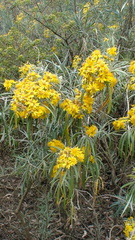 Senecio cinerarioides