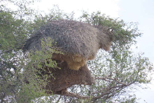 Sociable Weaver (Philetairus socius), photo 5