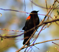 Agelaius phoeniceus californicus