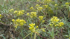 Senecio cinerarioides