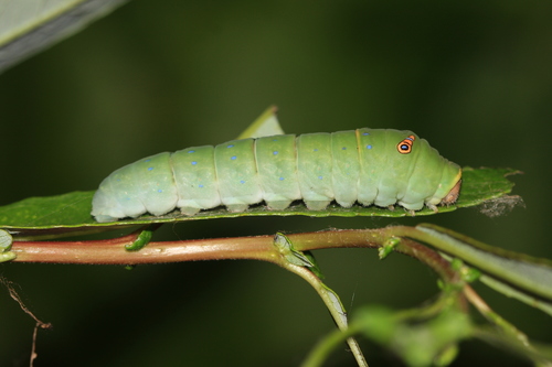 Western Tiger Swallowtail, photo 3 of 10