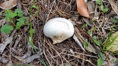 Calvatia candida