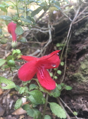 Asteranthera ovata