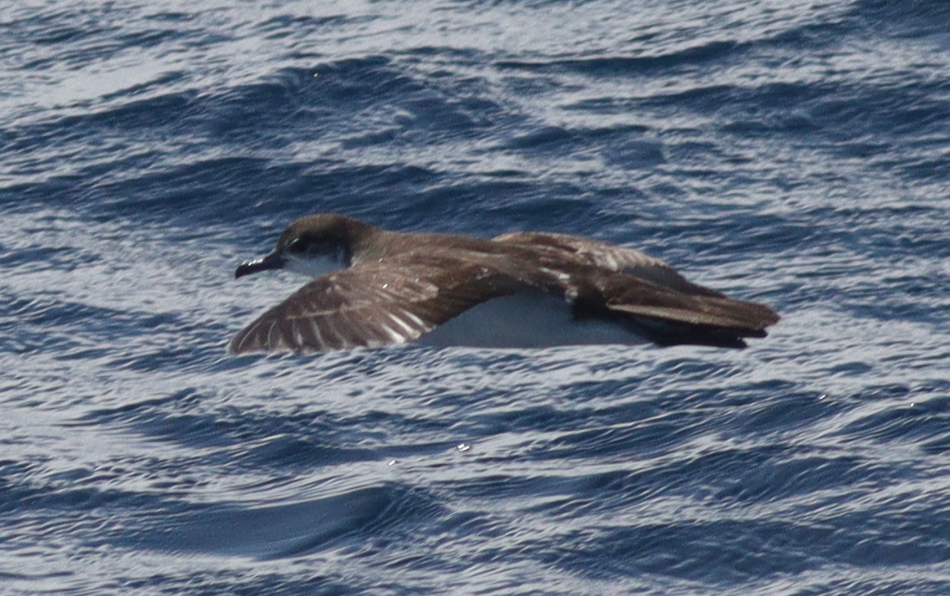 Boyd's Shearwater (Puffinus boydi), photo 7