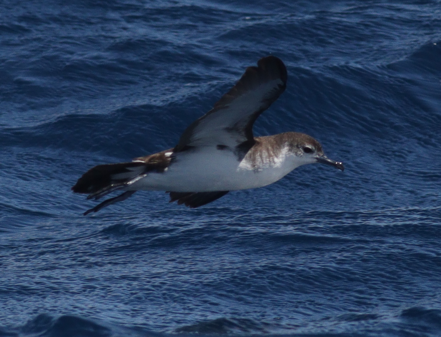 Boyd's Shearwater (Puffinus boydi), photo 6