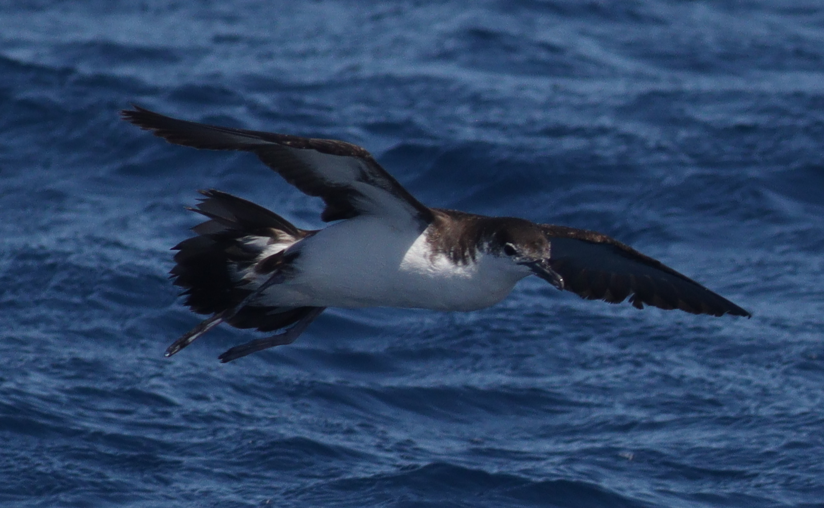 Boyd's Shearwater (Puffinus boydi), photo 4