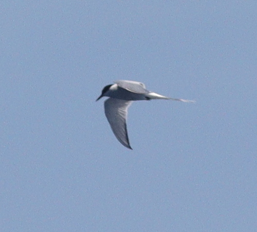 Arctic Tern (Sterna paradisaea), photo 3