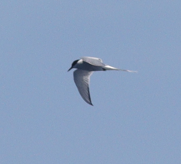 Arctic Tern (Sterna paradisaea), photo 3
