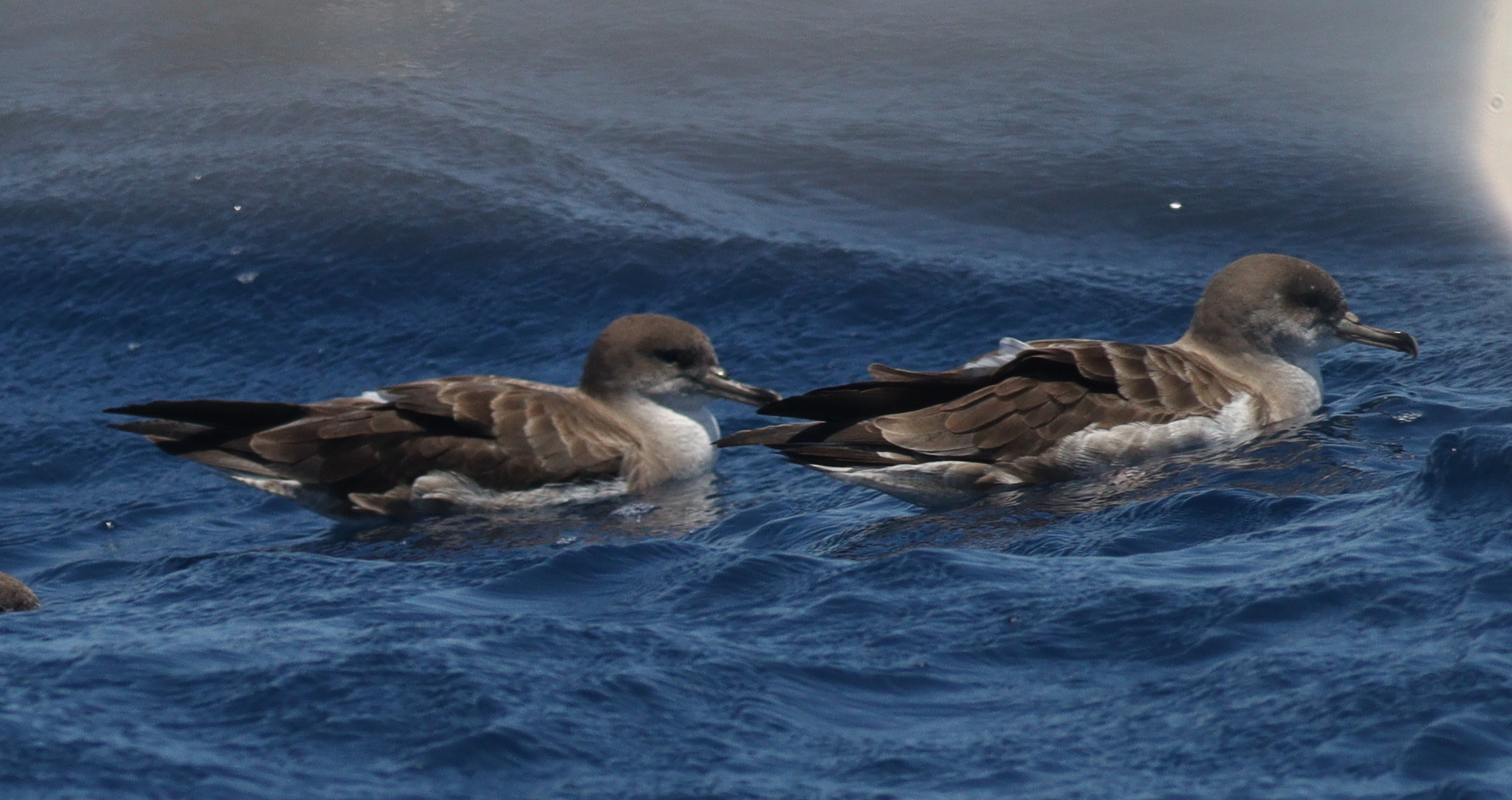Cape Verde Shearwater (Calonectris edwardsii), photo 2