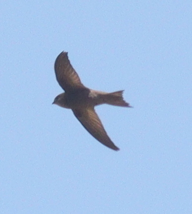Cape Verde Swift (Apus alexandri), photo 8